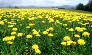 A field of blooming dandelions creates a sea of yellow in a pasture in Barre, Vt., Friday, May 8, 1998. (AP Photo/Toby Talbot)